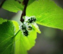 Morus Nigra