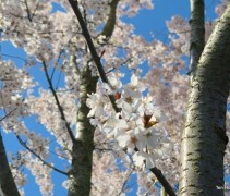 Prunus 'Pandora' solitair