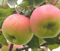 Malus domestica 'Jacques Lebel'