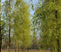 Salix x sepulcralis 'Tristis'