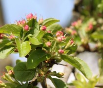Sierappel 'Evereste', hoogstam, voorbeeld bloemknoppen