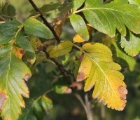Sorbus intermedia - Lijsterbes - 1