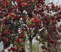 Camellia japonica 'Black Lace' - Camellia 'Black Lace' - 4
