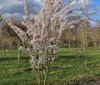 Prunus x yedoensis  - Yoshinokers - 1