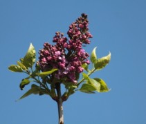 Syringa andenken an ludwig spath