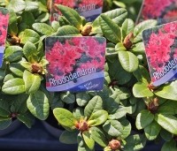 Rhododendron 'Scarlet Wonder' - Dwerg Rododendron 'Scarlet Wonder' - 1