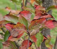 Cornus kousa 'Venus' - Japanse grootbloemige kornoelje ‘Venus' - herfst