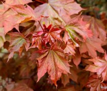 Acer 'Ample Surprise'
