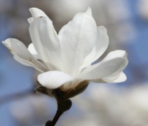 Magnolia kobus