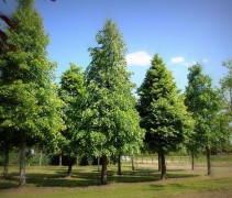 Tilia cordata