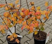 Acer japonicum 'Aconitifolium' - Japanse Esdoorn 'Aconitifolium' - 1
