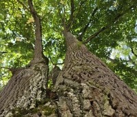 Tilia cordata - Winterlinde - 1