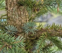 Picea pungens 'Glauca' - Blauwspar 'Glauca' - 1
