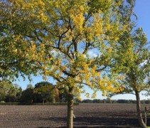 Morus Alba  witte moerbei op kwekerij Ten Hoven Bomen