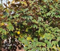 Acer pseudoplatanus 'Atropurpureum' - gewone roodbladige esdoorn - 6