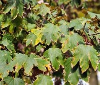 Acer pseudoplatanus 'Atropurpureum' - gewone roodbladige esdoorn - 5