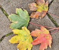 Acer pseudoplatanus 'Atropurpureum' - gewone roodbladige esdoorn - 3