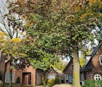 Acer pseudoplatanus 'Atropurpureum' - gewone roodbladige esdoorn - 7