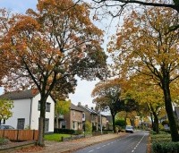 Acer pseudoplatanus 'Atropurpureum' - gewone roodbladige esdoorn - 4