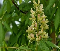 Aesculus flava 'Vestita' - Amerikaanse paardenkastanje, Gele pavia - 2