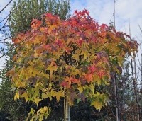 Liquidambar styraciflua 'Gum Ball' - Amberboom 'Gum Ball' - 8