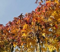 Liquidambar styraciflua 'Gum Ball' - Amberboom 'Gum Ball' - 7