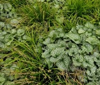 Carex morrowii 'Irish Green' per kist á 24 st. - Japanse Zegge 'Irish Green' - combinatie met bontbladige Brunnera
