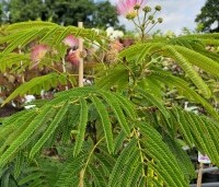 Albizia julibrissin 'Ombrella' - Perzische slaapboom 'Ombrella' - 1