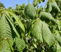 Aesculus parviflora - Herfstpaardenkastanje - 1