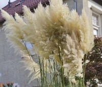 Cortaderia selloana - Pampasgras - 2