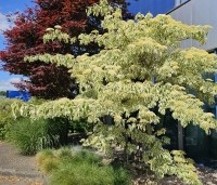 Cornus controversa  'Variegata' - Reuze kornoelje  'Variegata' - 1