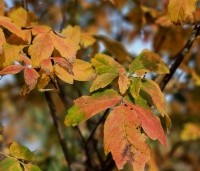 Acer griseum - Papieresdoorn - najaar