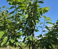 Prunus avium 'Sunburst' - Prunus avium 'Sunburst' - 3