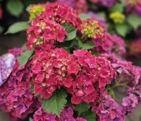 Hydrangea Forever & Ever Purple - Hortensia Forever & Ever Purple - 2