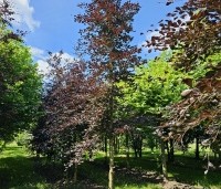 Fagus sylvatica 'Riversii' - Rode Beuk 'Riversii' - 9