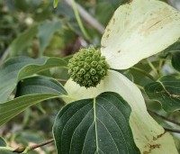 Cornus kousa 'Weisse Fontaine' - Japanse grootbloemige kornoelje 'Weisse Fontaine' - 2