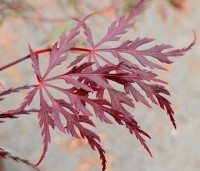 Acer palmatum 'Firecracker'  - Japanse Esdoorn 'Firecracker' - 1