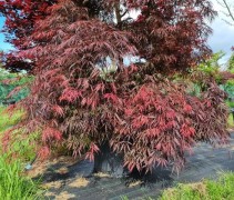 Acer palmatum 'Tamukeyama