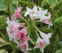 Weigela Florida nana variegata met bloemen
