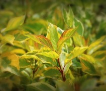 Cornus alba Gouchaultii