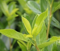 Laurierkers 'Caucasica', leivorm verse uitlopers