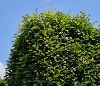 Carpinus betulus - Haagbeuk - 1