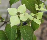Cornus kousa 'Schmetterling' - Japanse grootbloemige kornoelje 'Schmetterling' - 1
