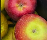 Malus dom. 'Gloster' - Malus dom. 'Gloster' - 7