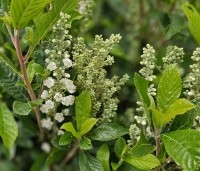 Clethra alnifolia 'Anne Bidwell' - Schijnsels 'Anne Bidwell' - 2