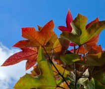 Liquidambar formosa 'Ellen'