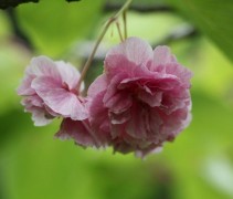 Prunus Shirofugen bloem