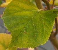 Tilia cordata 'Winter Orange' - Winterlinde - 5
