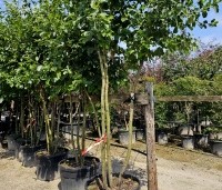 Alnus glutinosa - Zwarte Els - 5