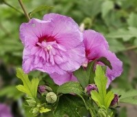 Hibiscus syriacus 'Lavender Chiffon' - Altheastruik 'Lavender Chiffon' - 2